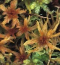 : Sphagnum annulatum.