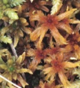 : Sphagnum annulatum.