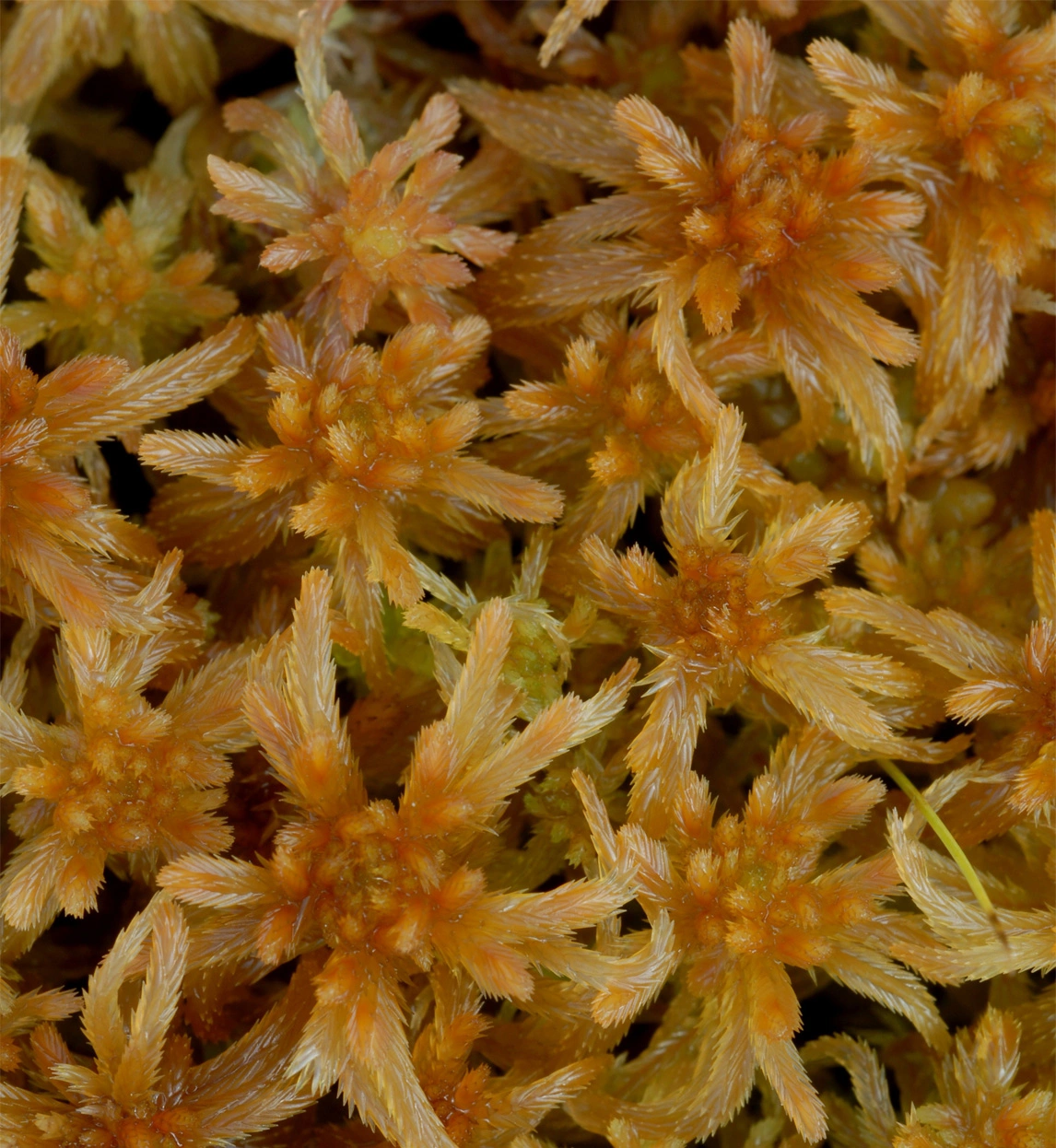 : Sphagnum (Cuspidata) balticum.