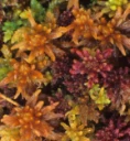 : Sphagnum balticum.