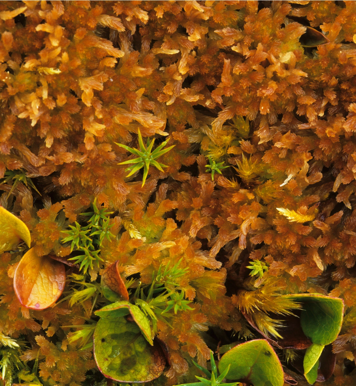 : Sphagnum (Cuspidata) balticum.