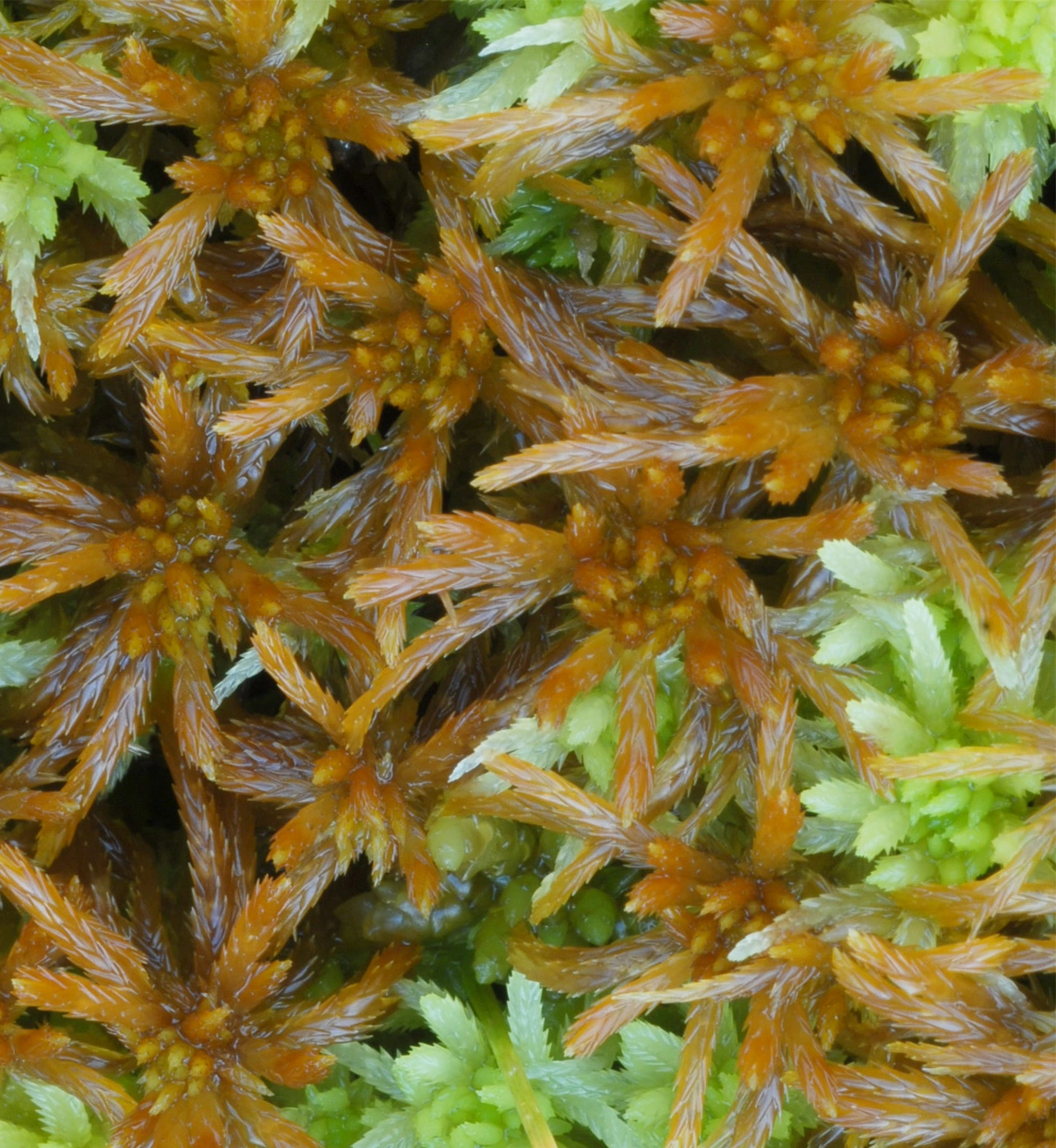 : Sphagnum jensenii.