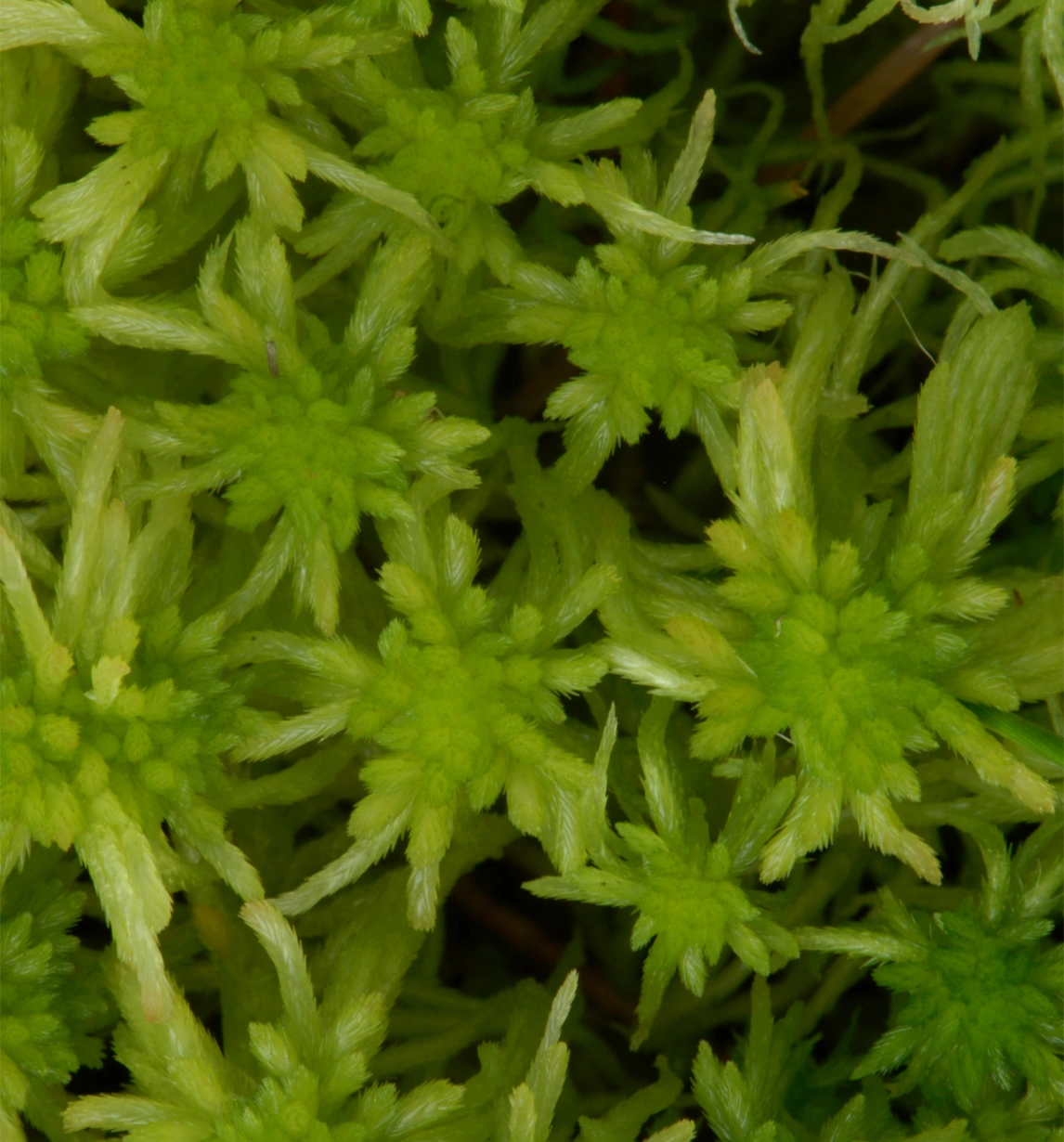 : Sphagnum (Cuspidata) fallax.