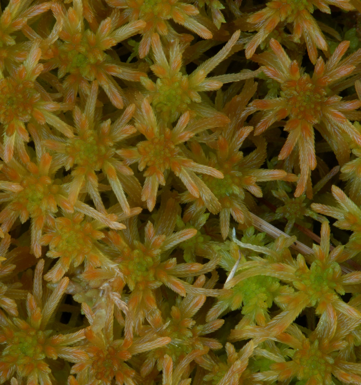 : Sphagnum (Cuspidata) fallax.