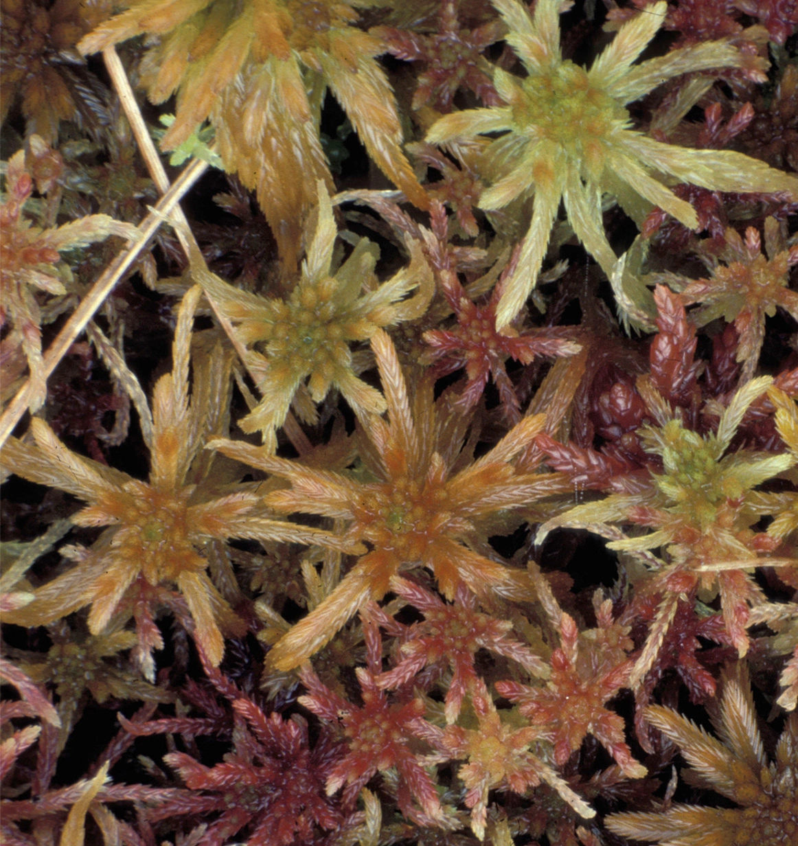 : Sphagnum fallax brevifolium.