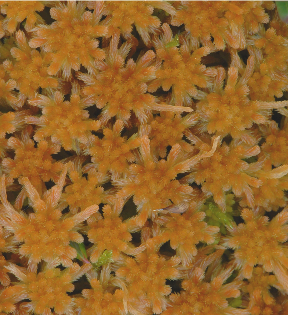 : Sphagnum angustifolium.