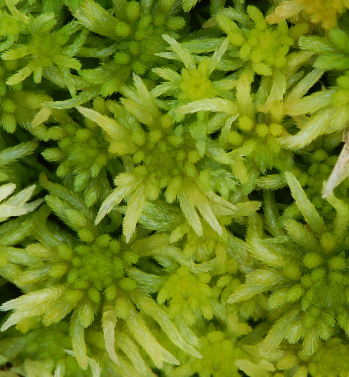 : Sphagnum riparium.