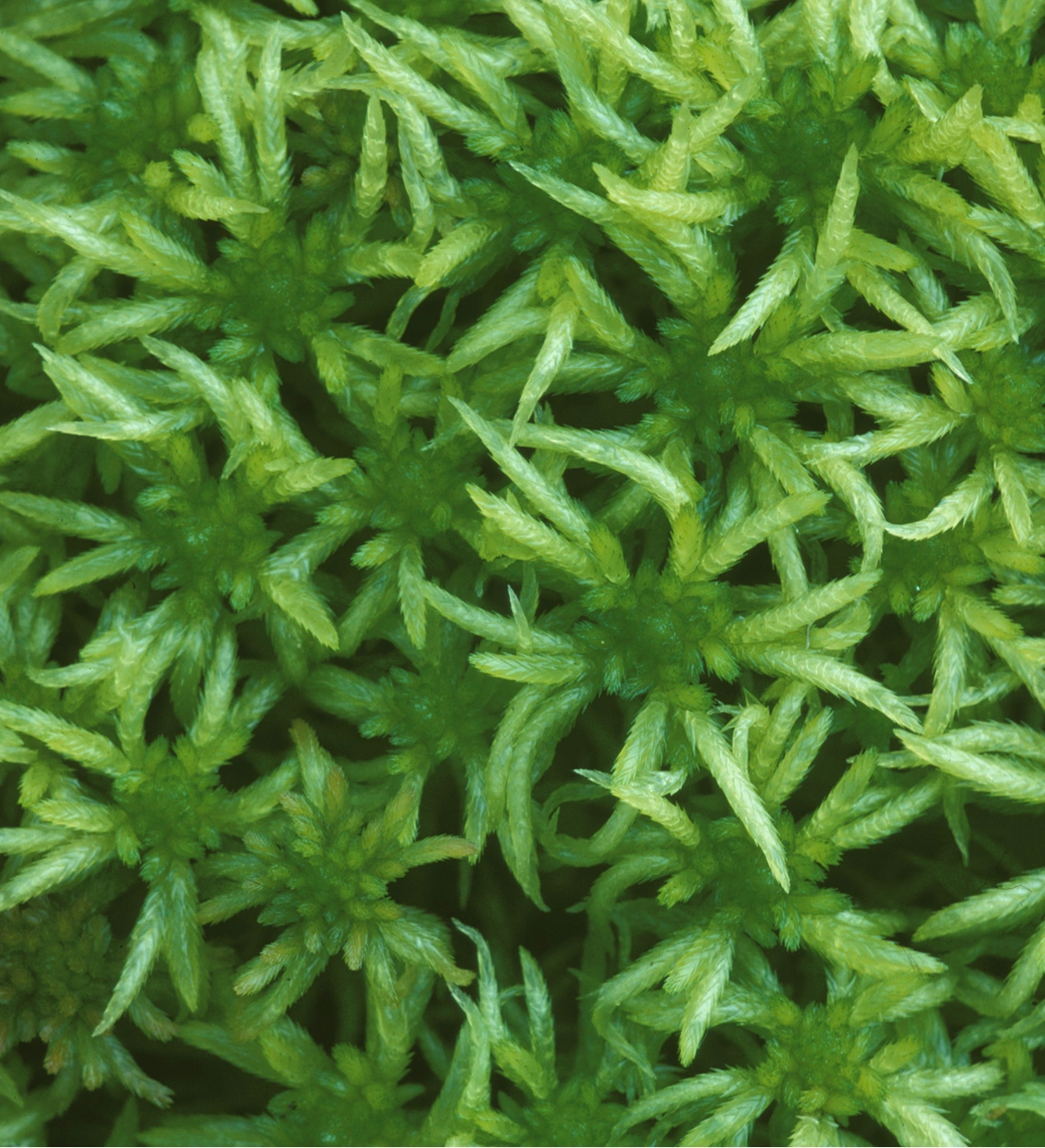 : Sphagnum riparium.