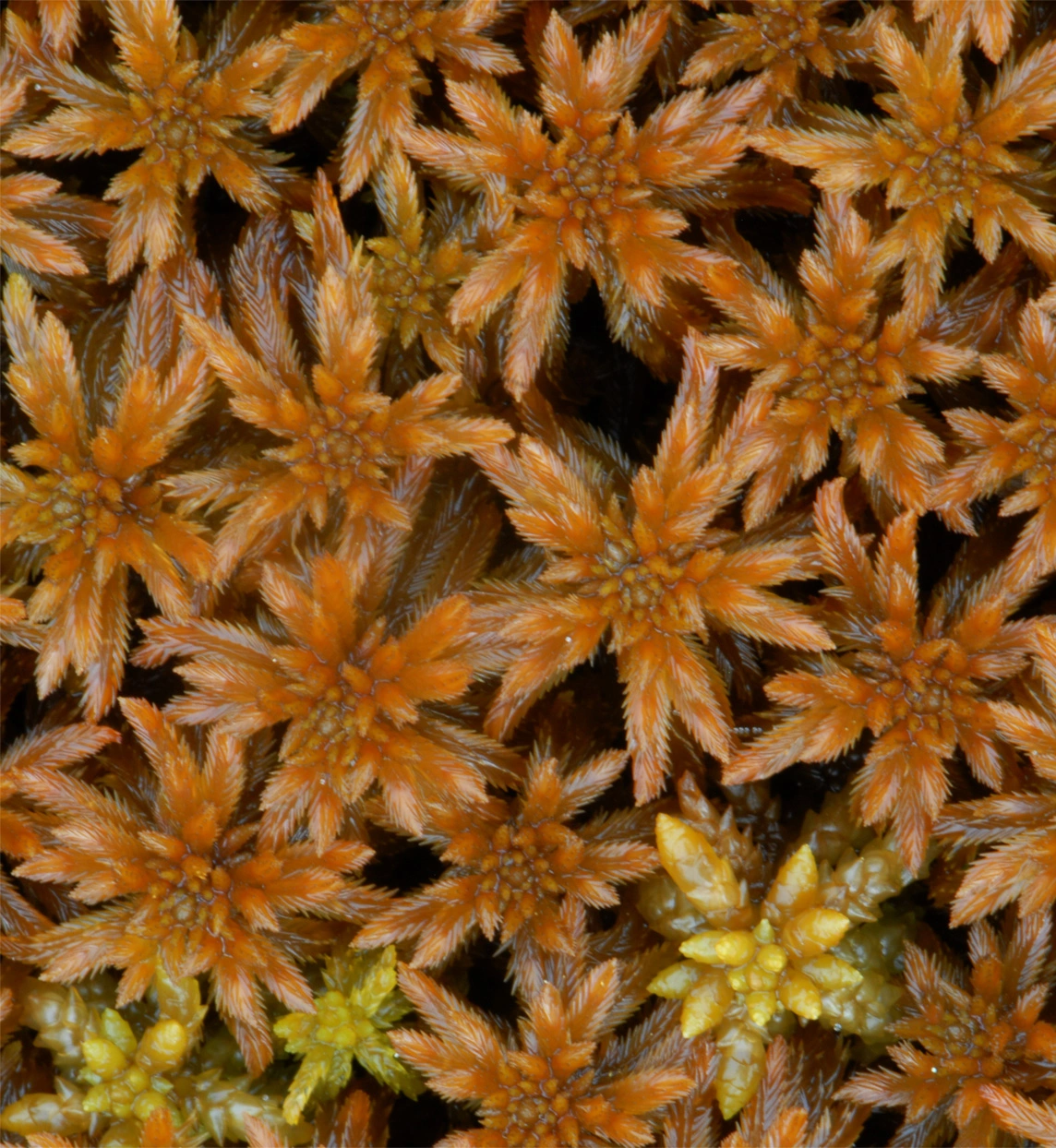 : Sphagnum (Cuspidata) lindbergii.