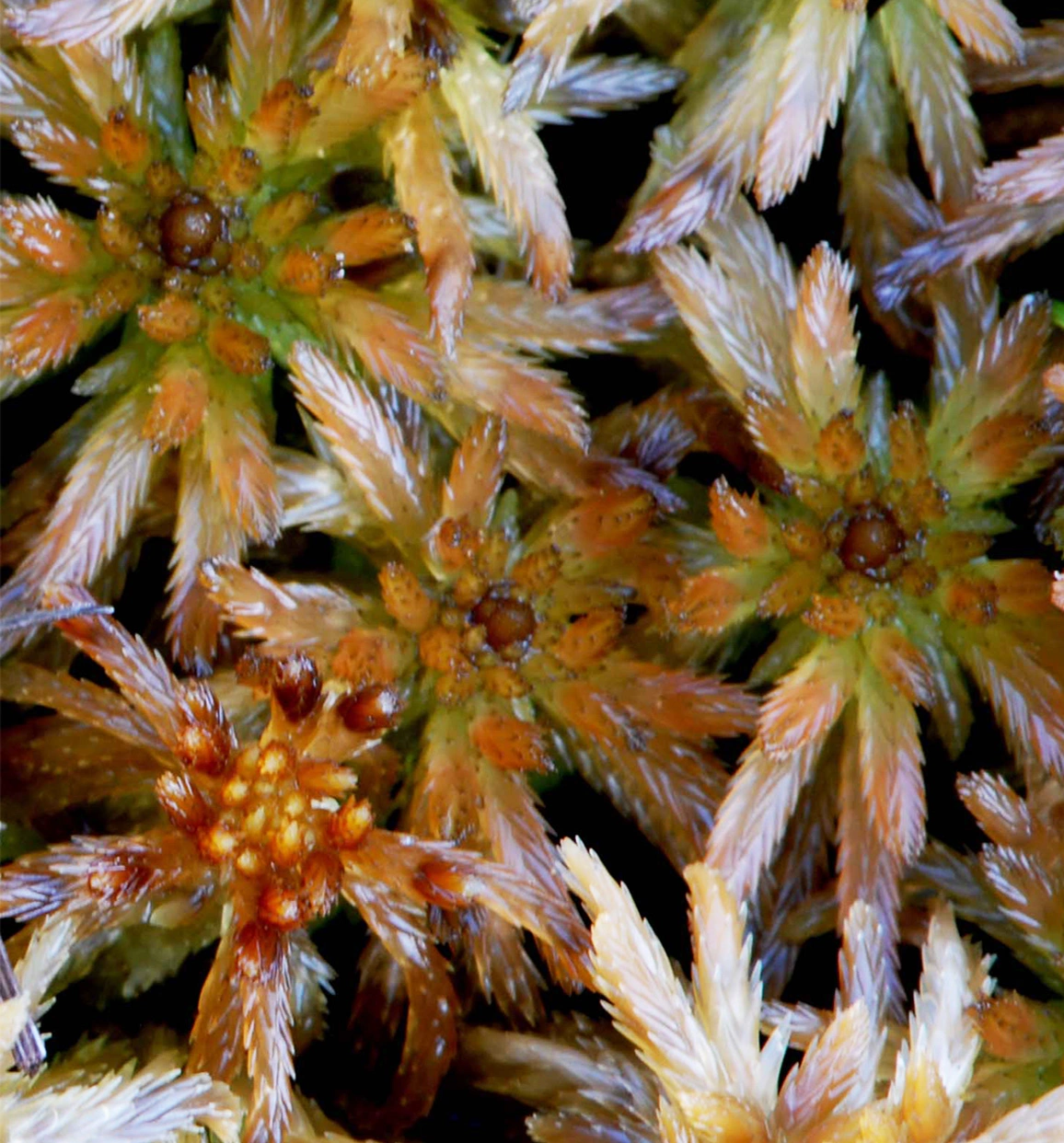 : Sphagnum (Cuspidata) lindbergii.