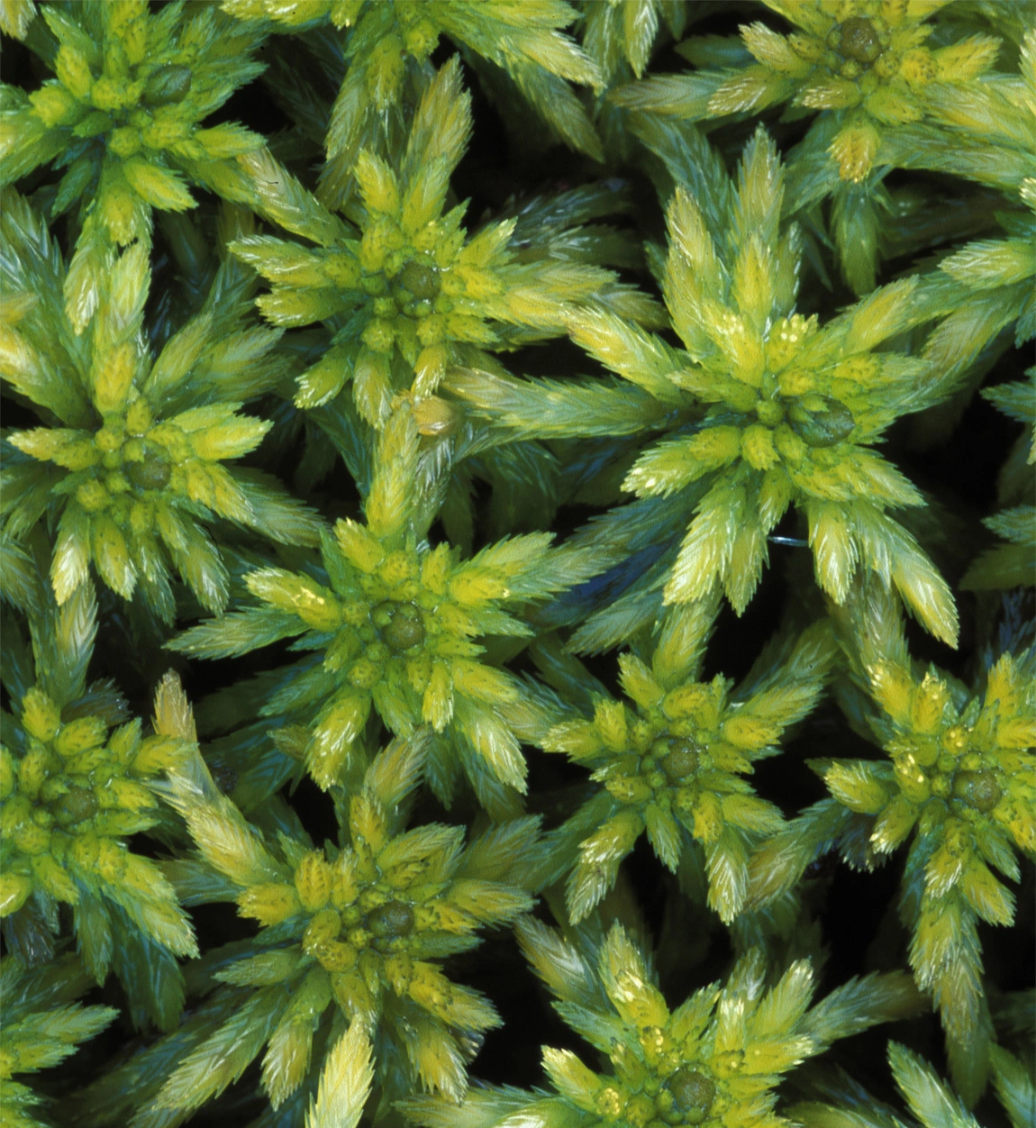 : Sphagnum (Cuspidata) lindbergii.