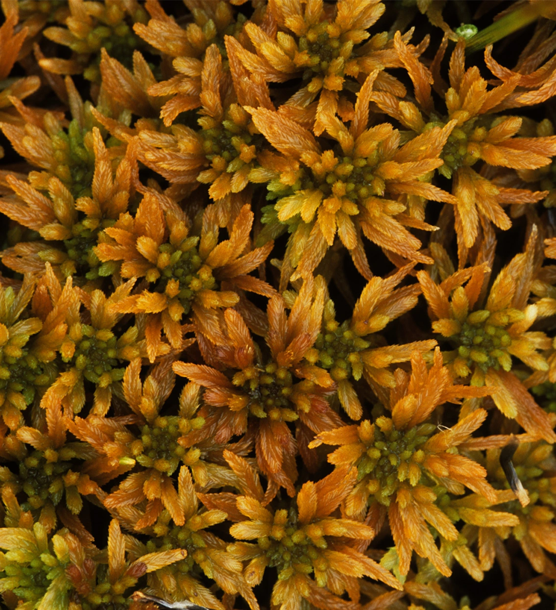 : Sphagnum (Cuspidata) lenense.