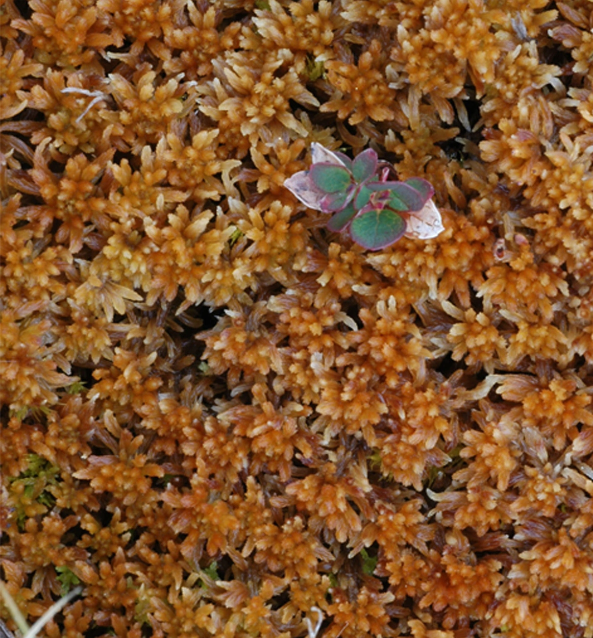 : Sphagnum (Cuspidata) lenense.