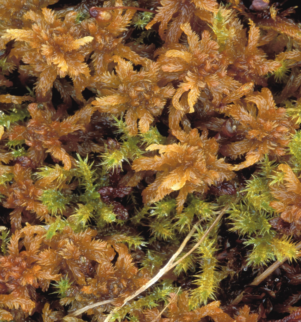 : Sphagnum (Subsecunda) contortum.