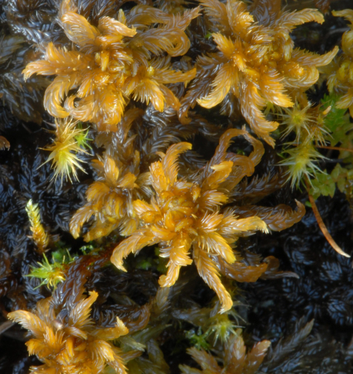 : Sphagnum (Subsecunda) contortum.