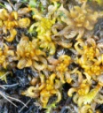 : Sphagnum platyphyllum.