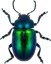 : Chrysolina graminis.