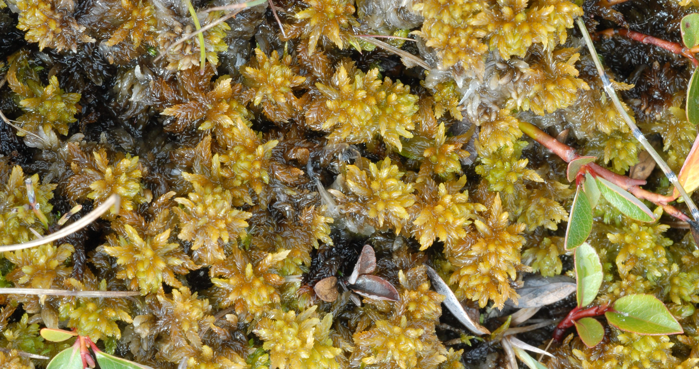 : Sphagnum (Subsecunda) orientale.