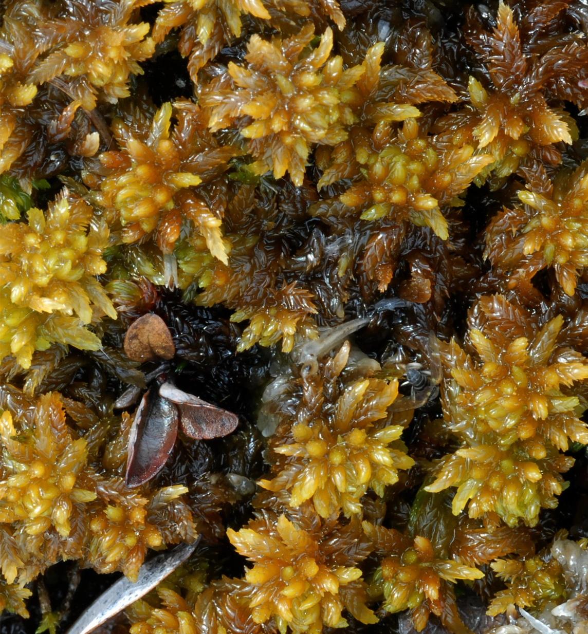 : Sphagnum (Subsecunda) orientale.