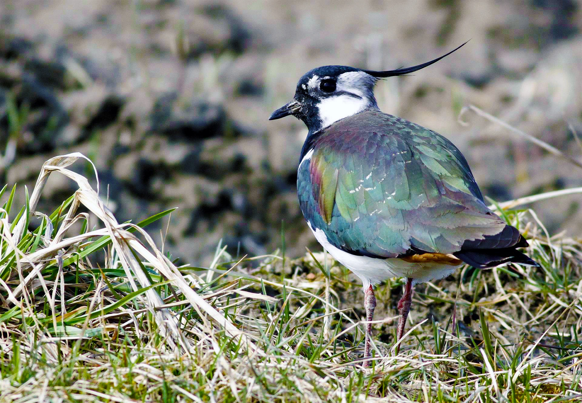 : Vanellus vanellus.