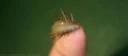 : Aphroditidae.