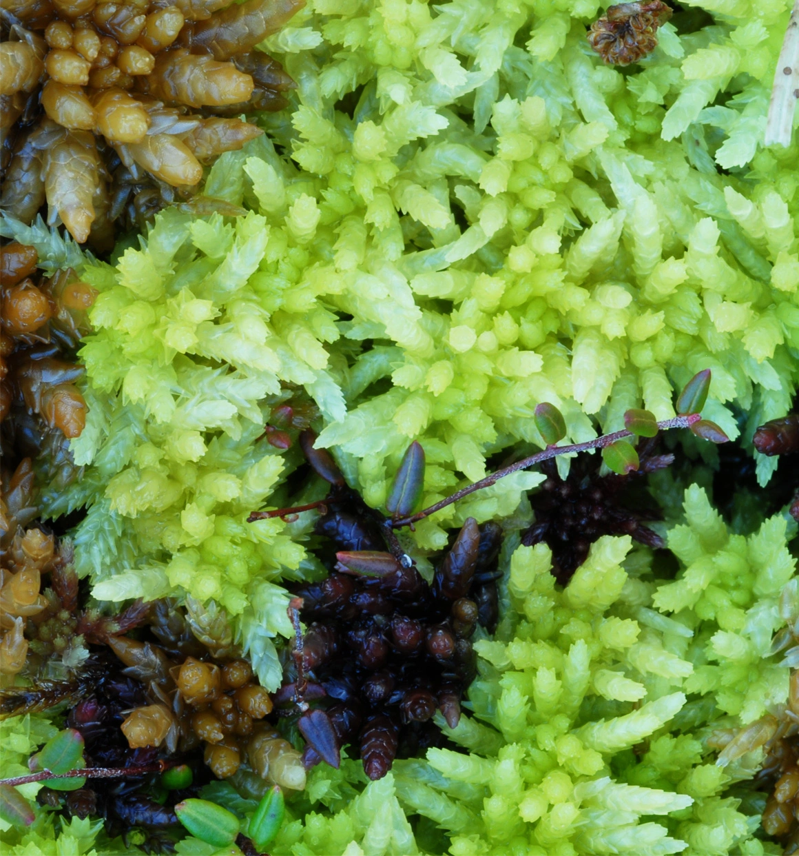 : Sphagnum (Acutifolia) aongstroemii.