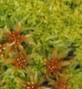 : Sphagnum aongstroemii.