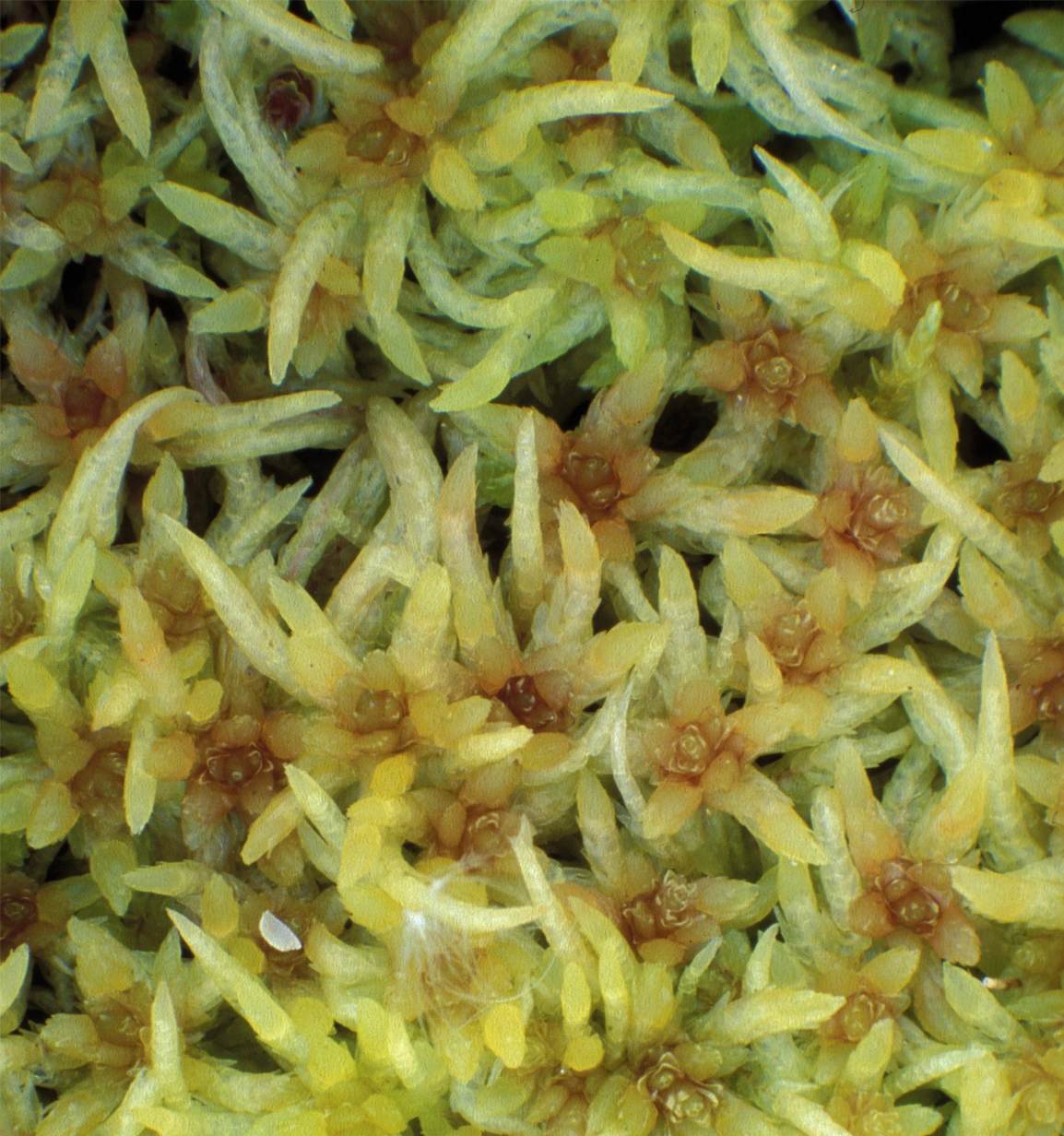 : Sphagnum angermanicum.