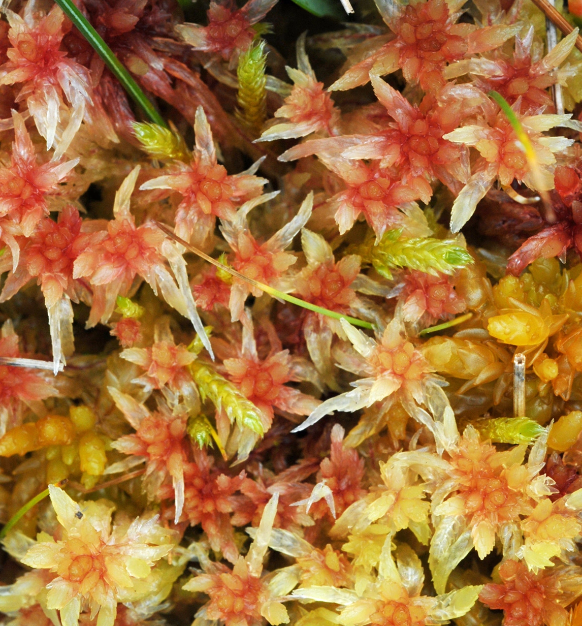 : Sphagnum angermanicum.