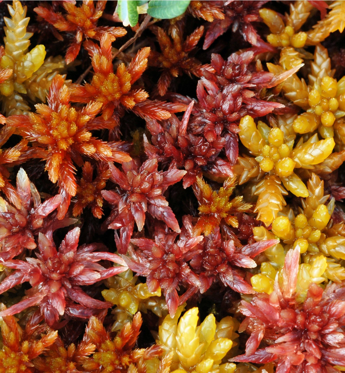 : Sphagnum (Acutifolia) angermanicum.