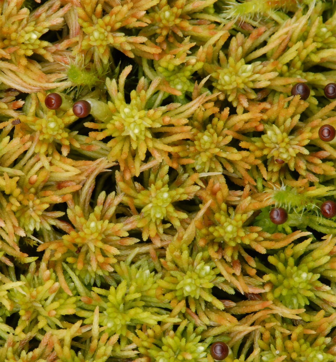 : Sphagnum rubiginosum.