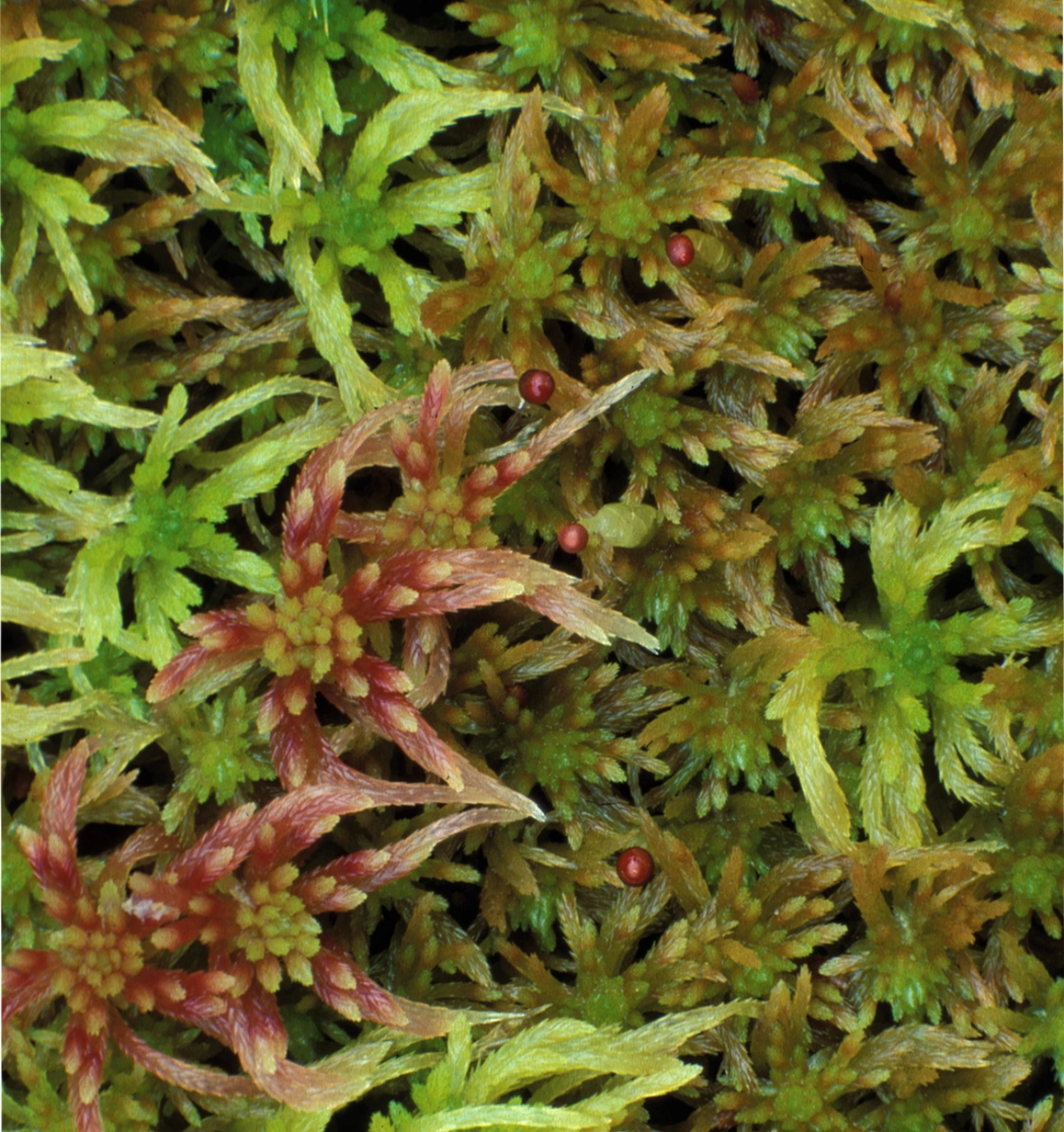 : Sphagnum (Acutifolia) rubiginosum.