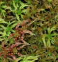 : Sphagnum rubiginosum.