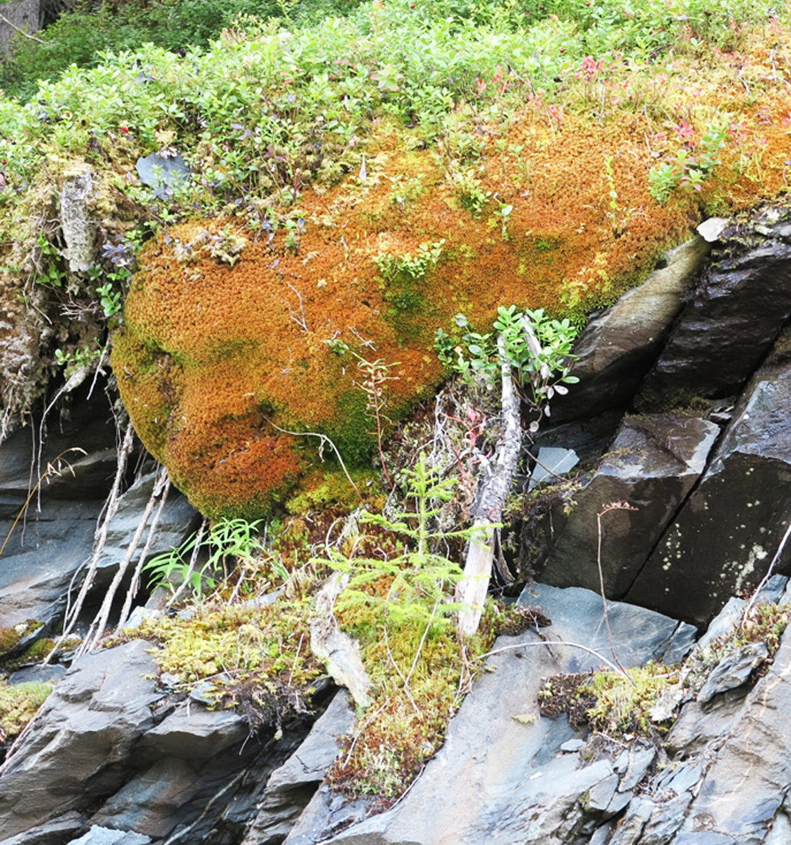 : Sphagnum (Acutifolia) rubiginosum.