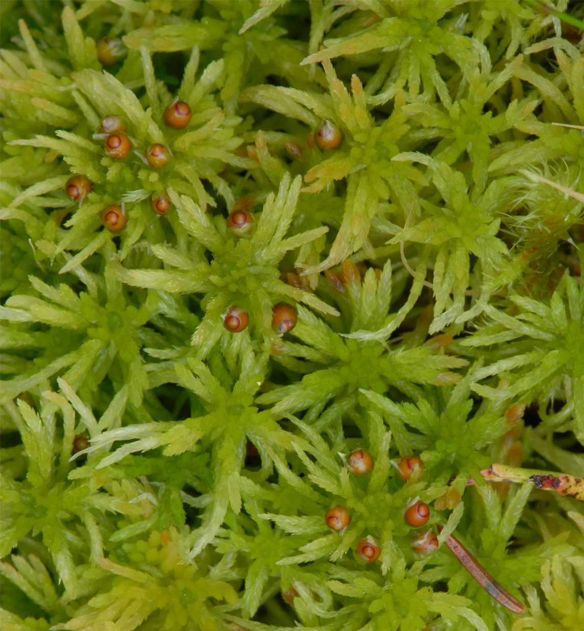 : Sphagnum (Acutifolia) girgensohnii.