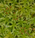 : Sphagnum girgensohnii.