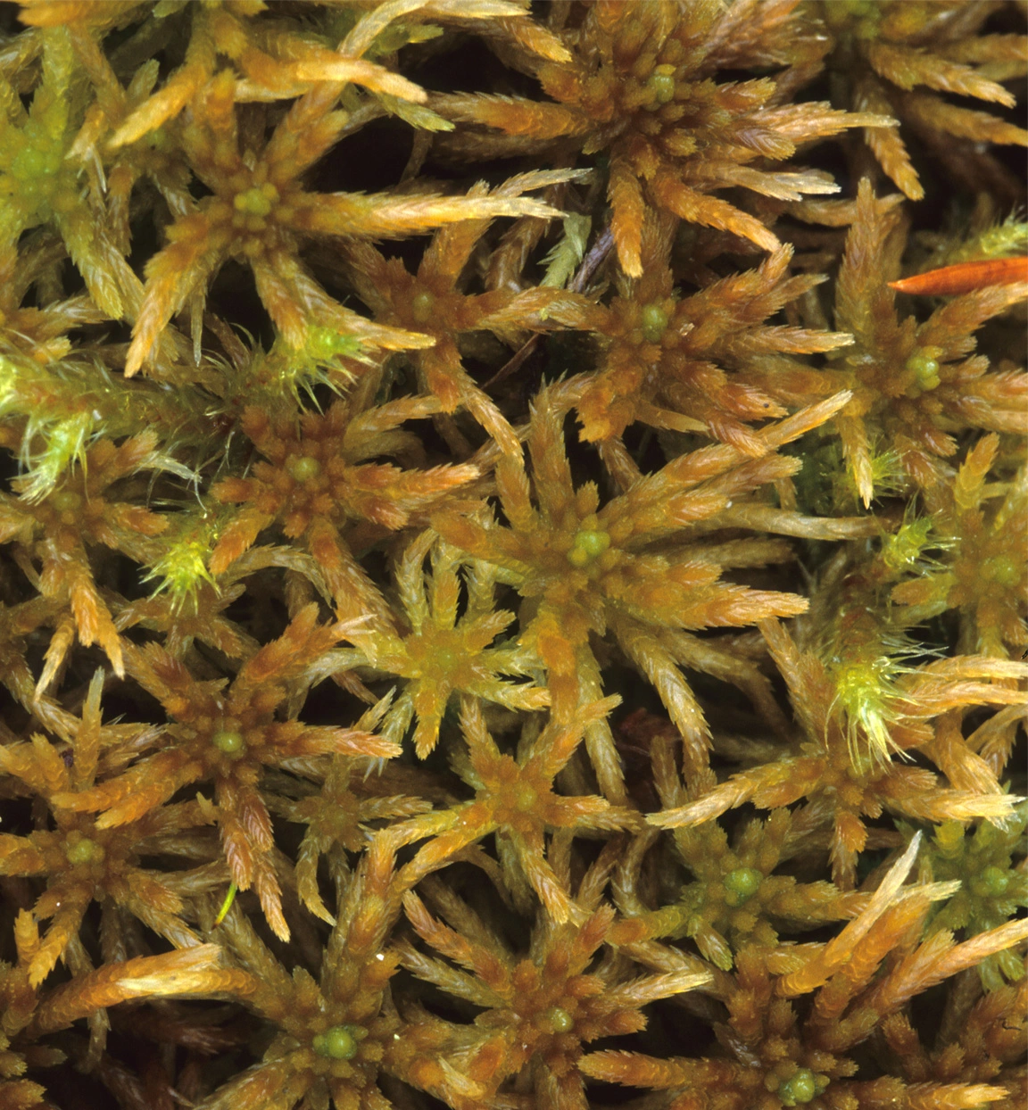 : Sphagnum girgensohnii.