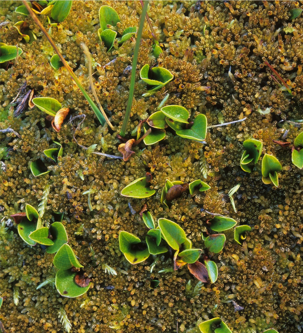 : Sphagnum (Acutifolia) girgensohnii.