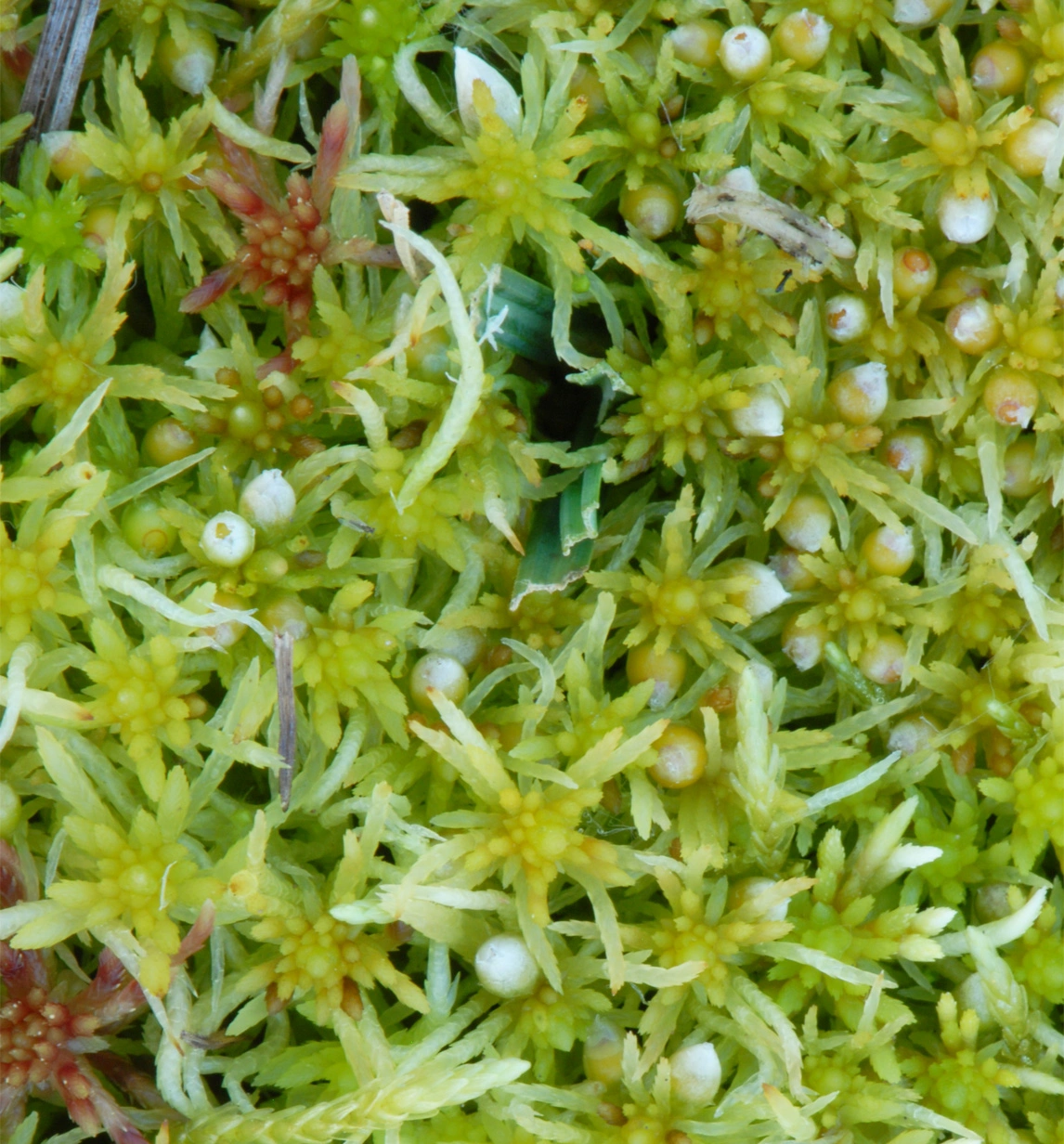 : Sphagnum (Acutifolia) fimbriatum.