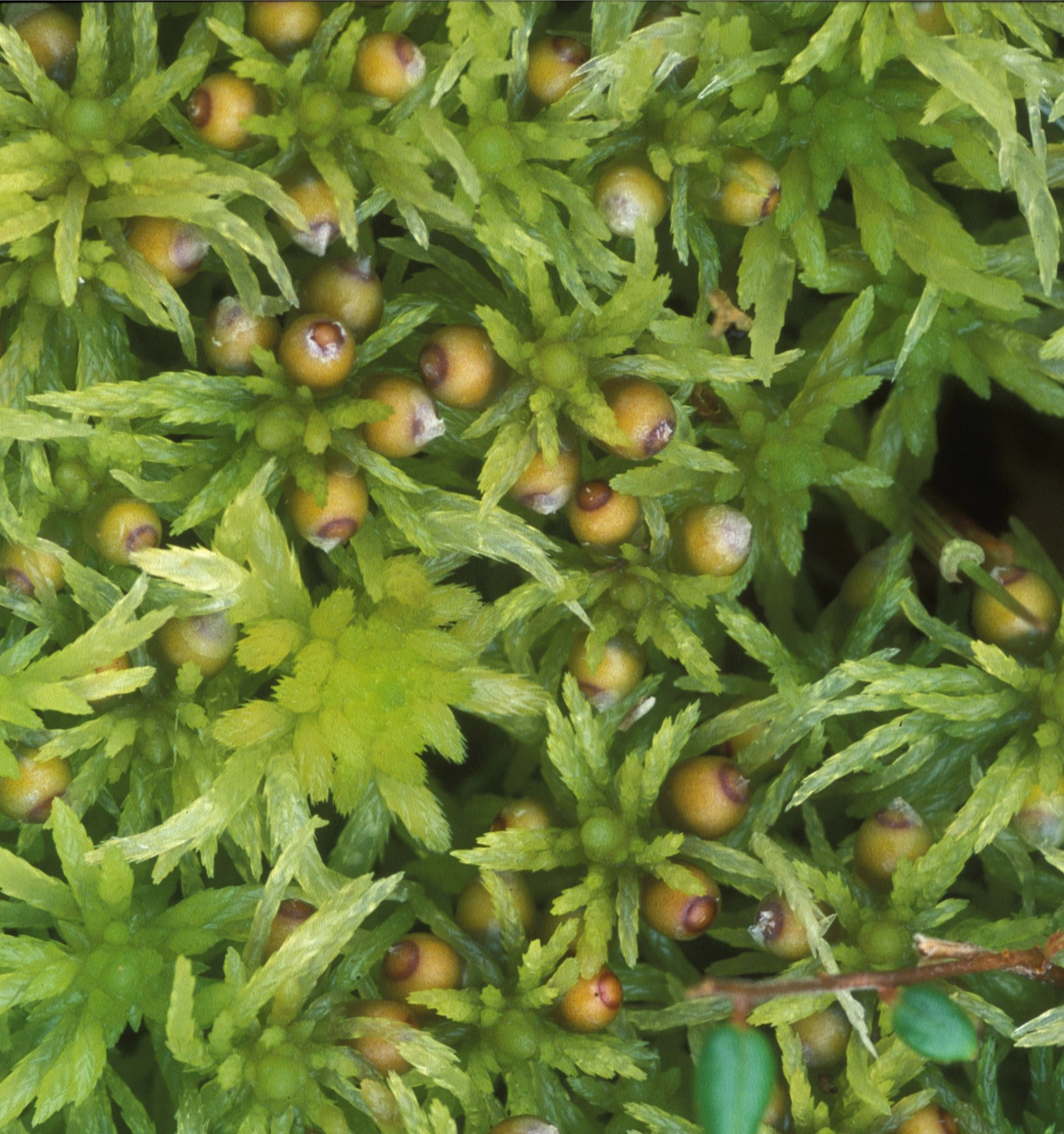 : Sphagnum (Acutifolia) fimbriatum.