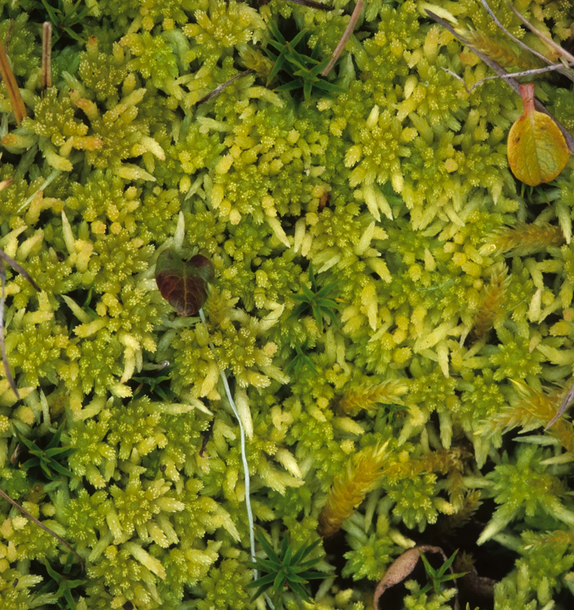 : Sphagnum fimbriatum.