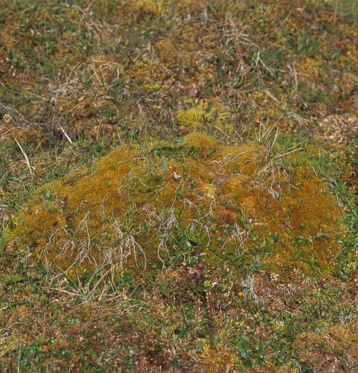 : Sphagnum (Acutifolia) concinnum.