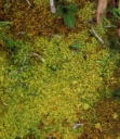 : Sphagnum concinnum.