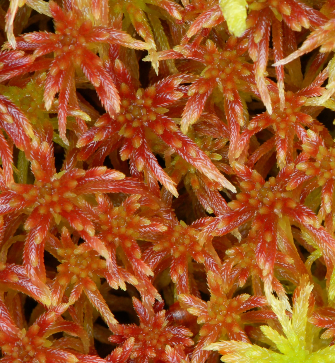 : Sphagnum (Acutifolia) russowii.