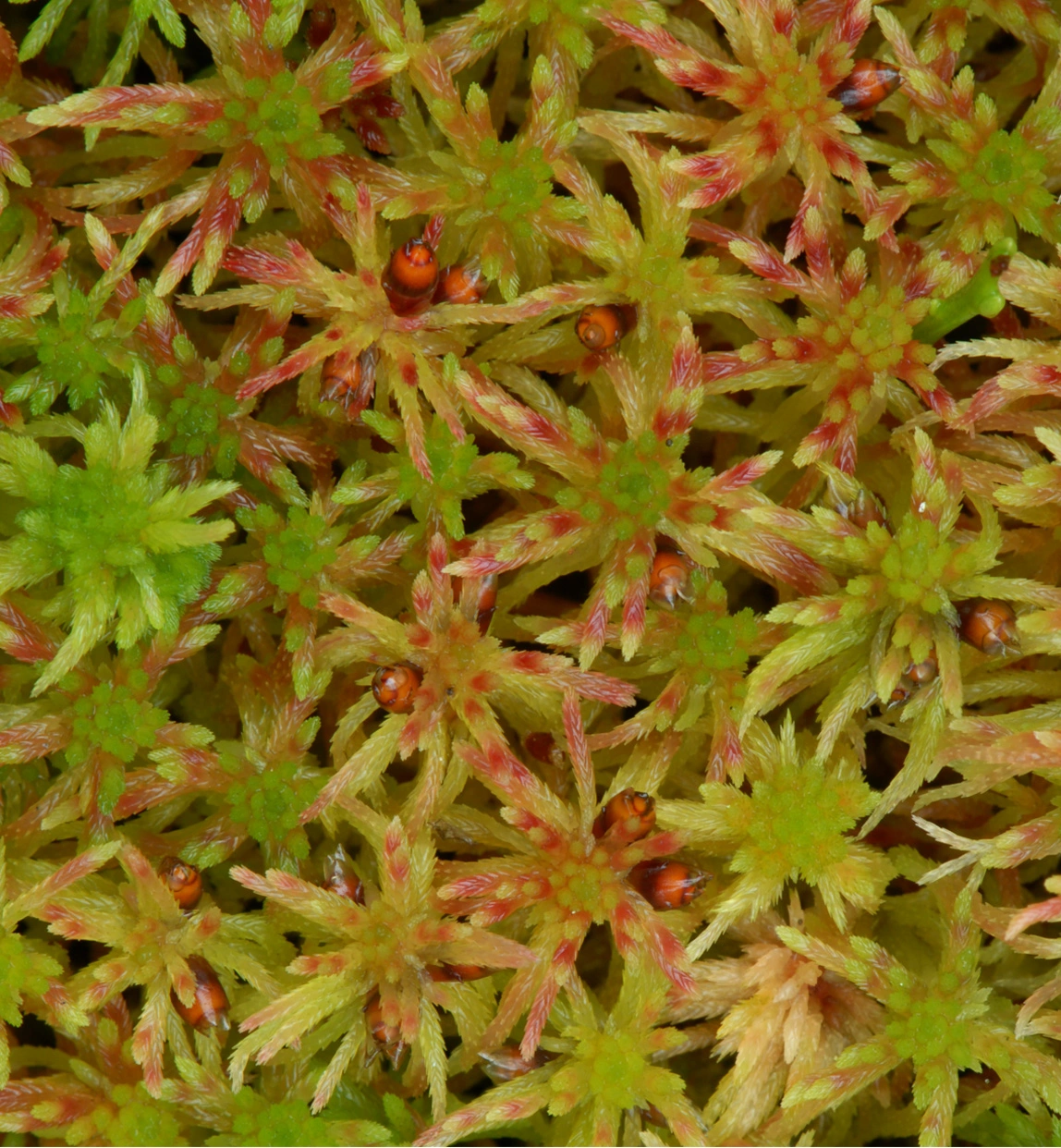 : Sphagnum (Acutifolia) russowii.