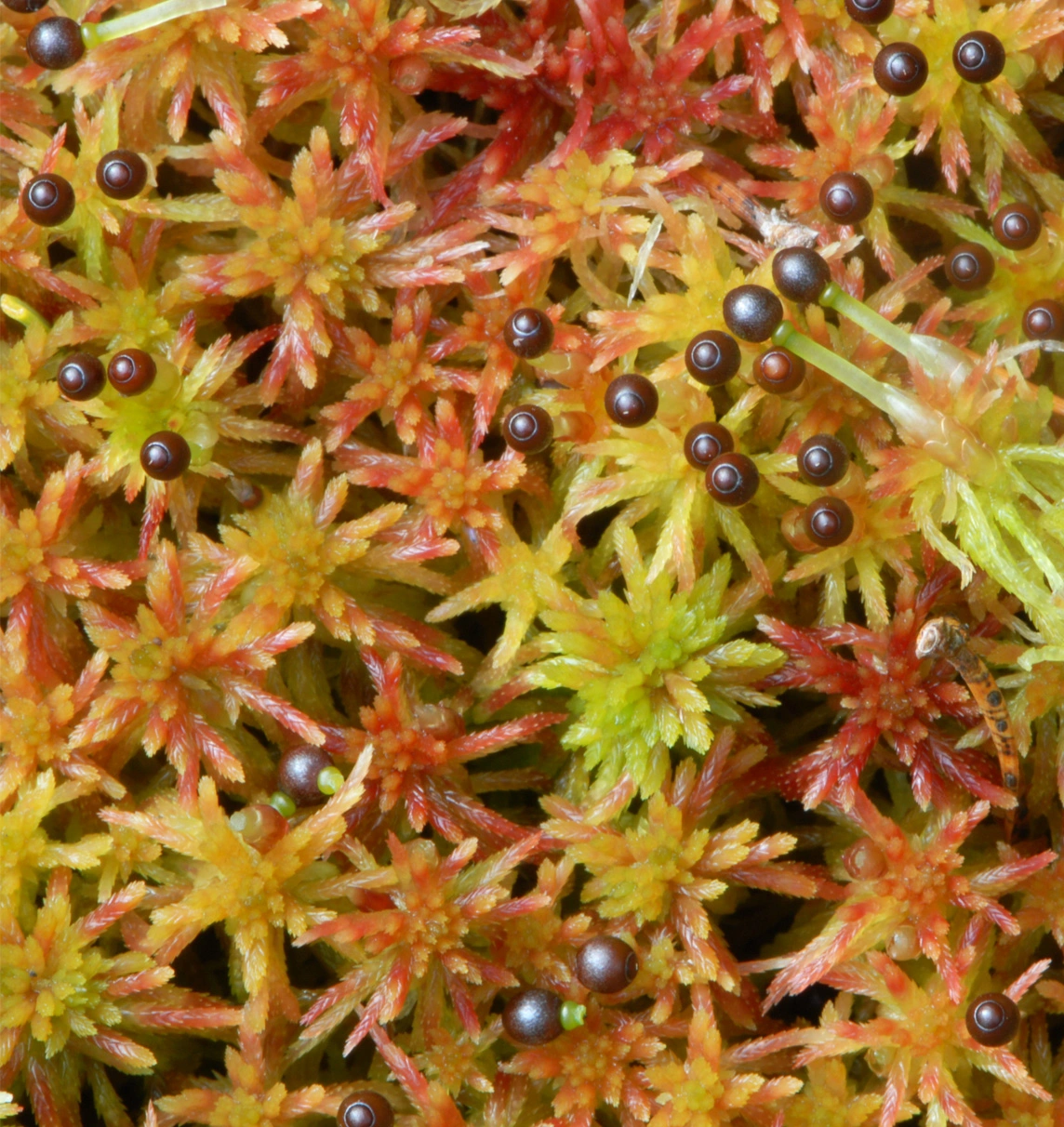 : Sphagnum russowii.