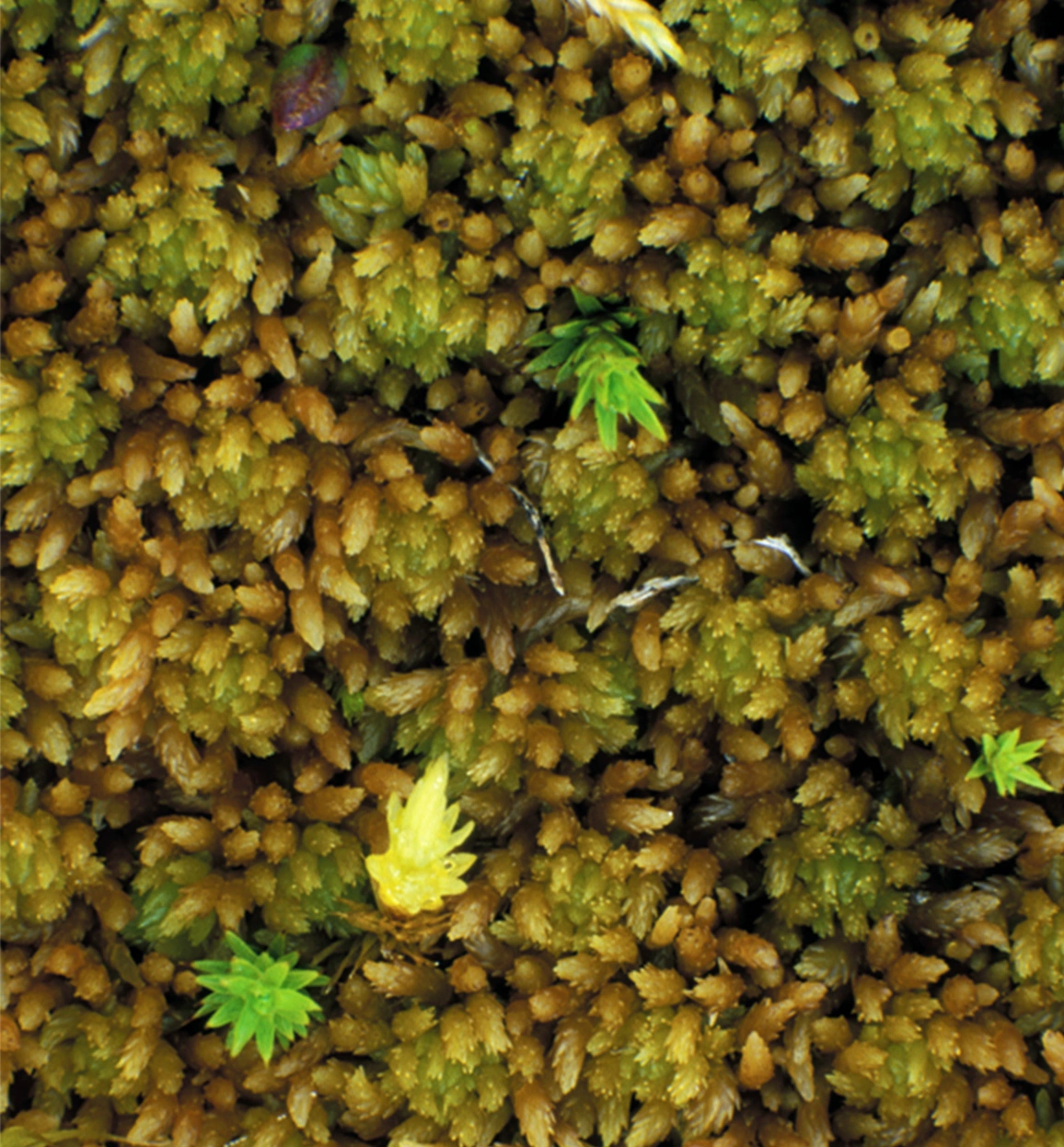 : Sphagnum (Acutifolia) arcticum.