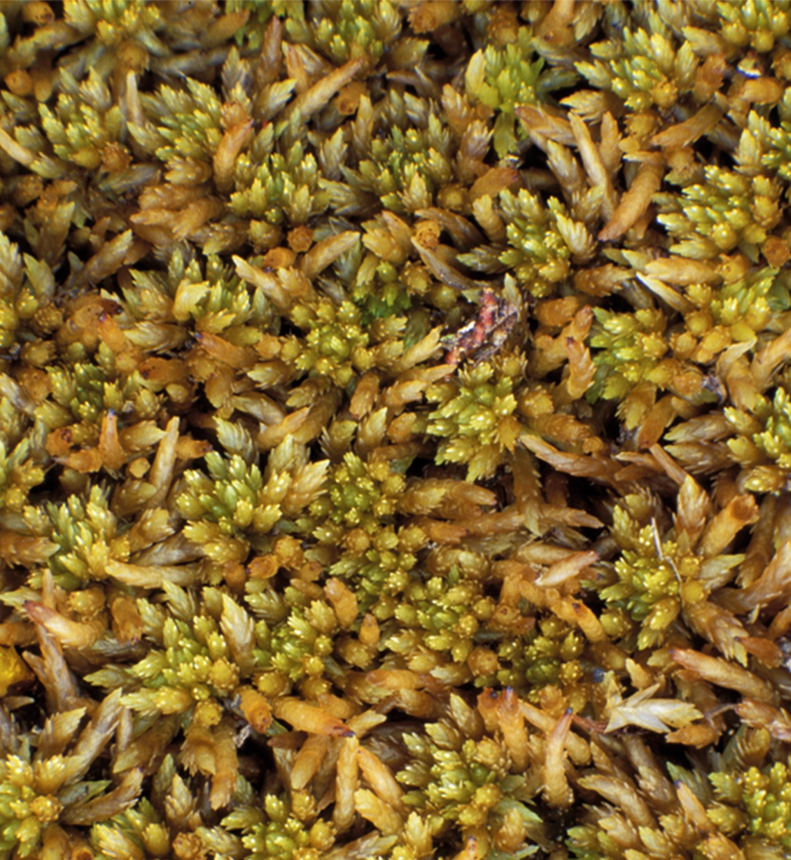 : Sphagnum (Acutifolia) arcticum.