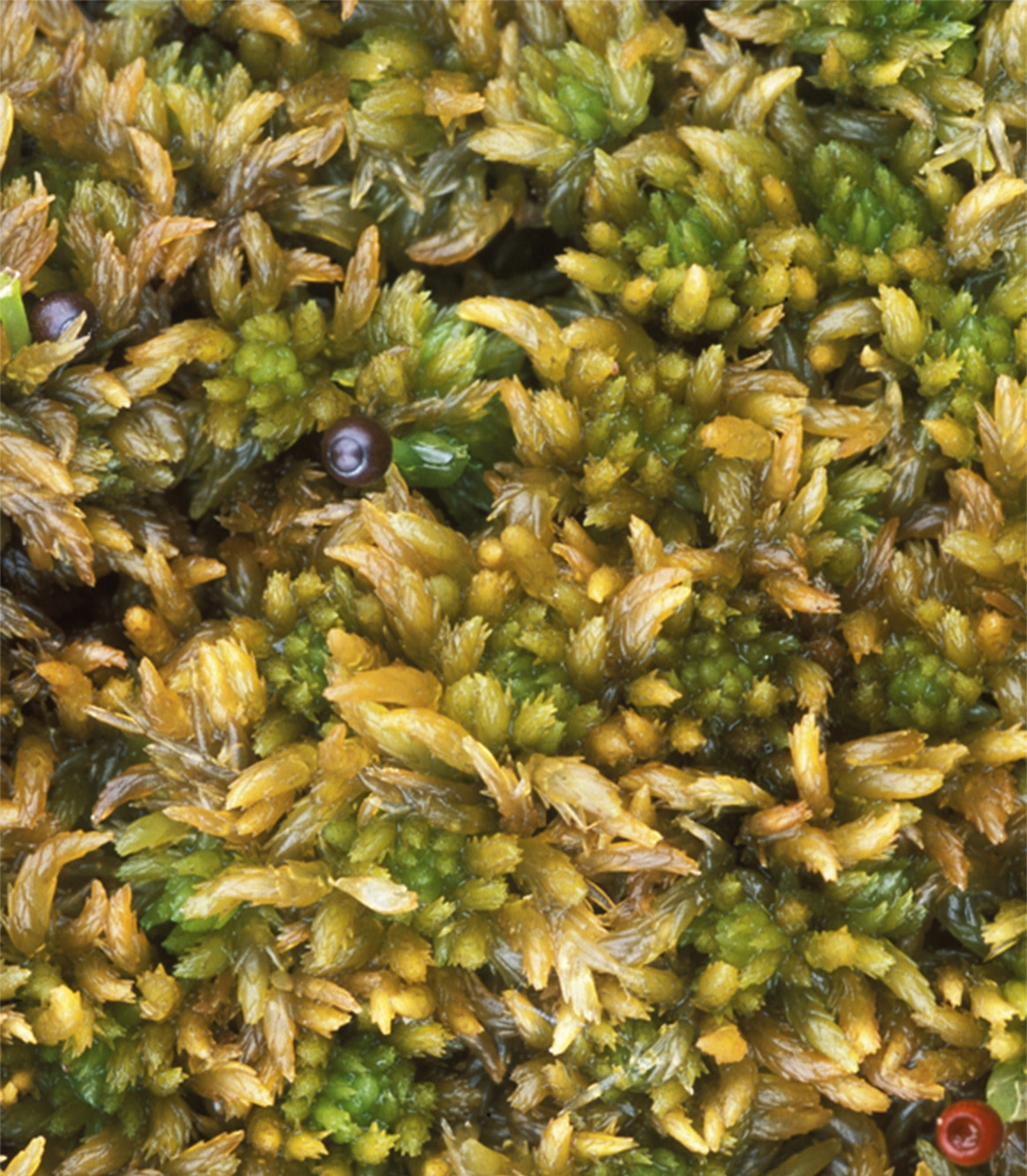 : Sphagnum (Acutifolia) arcticum.