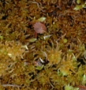 : Sphagnum olafii.